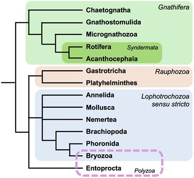 Editorial: Spiralian genomics in a changing world